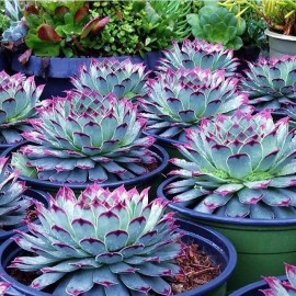 100pcs Mixed Rare Succulent Seeds, Mult-Color Indoor/Outdoor Plant