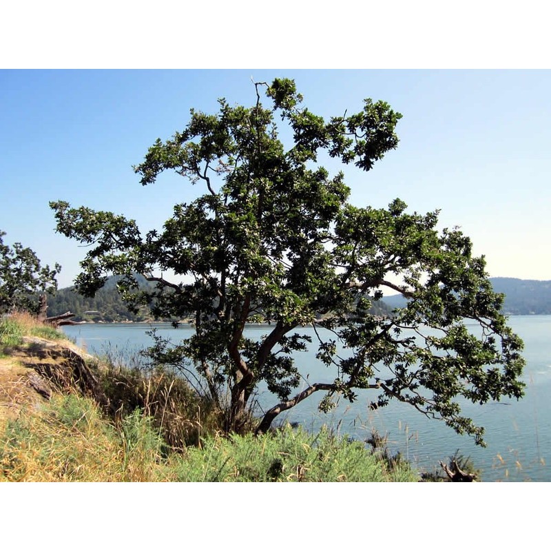 Oregon White Oak | Medium Tree Seedling | The Jonsteen