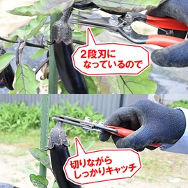 Geely Catch Shears, Made in Japan, Cut and Grab, Easy to Harvest, Vegetables and Flowers, Harvesting Spiny Plants, One Hand Harvesting, Easy to Use, For Home Gardens, Fields, Farming