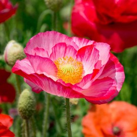 TomorrowSeeds - Double Mix Shirley Poppy Seeds - 1000+ Count Packet - for 2024 Pink White Red English Field Poppies Double Petalled USA Garden