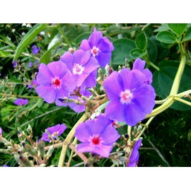 Silver Leaf TIBOUCHINA Princess Flower Rare Unique Tropical Plant Purple Blue Flower Late Summer Bloom Starter Size 4 Inch Pot Emerald Tm