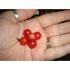 World's Smallest Tomato Spoon Currant Tomato! 20 Seeds!