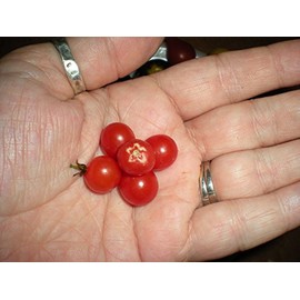 World's Smallest Tomato Spoon Currant Tomato! 20 Seeds!