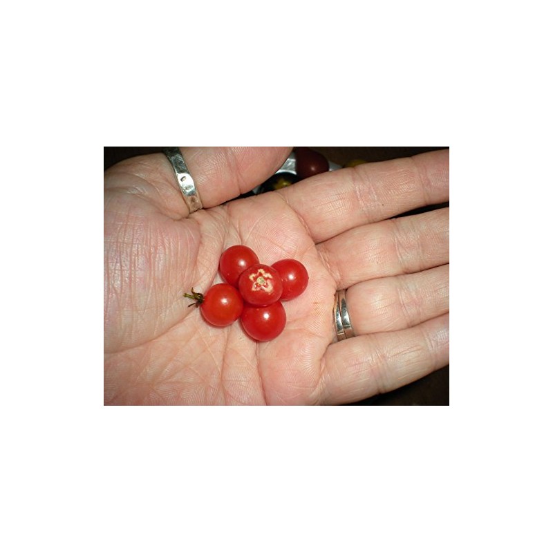 World's Smallest Tomato Spoon Currant Tomato! 20 Seeds!