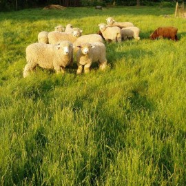 Seed Ranch Potomac orchard grass seed (Certified) - 1 lb.