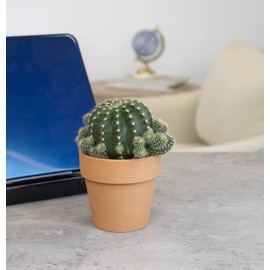 Cactus Plants Live in Clay Cactus Plant Pot, Live Cactus Potted in Cactus Soil Potting Mix, Live Mini Cactus Succulents Plants Live Cacti, Cactus Live Succulents in Succulent Pot by Plants for Pets