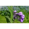 Consuelda Mayor Symphytum Officinale Crema Natural De 60g