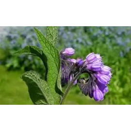 Consuelda Mayor Symphytum Officinale Crema Natural De 60g