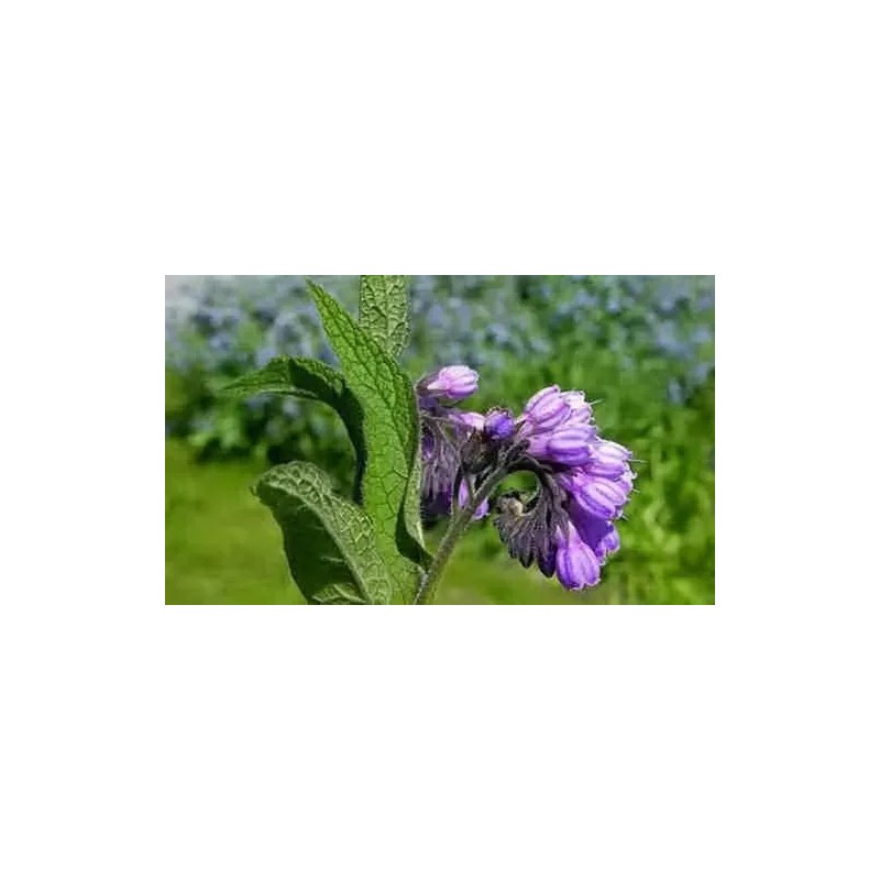 Consuelda Mayor Symphytum Officinale Crema Natural De 60g