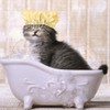 Pet Shower Caps, Swimming Cap for Cat Dog, Waterproof Bonnet,