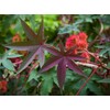 Outsidepride Bright Red Castor Bean Seeds - 15 Pcs Annual