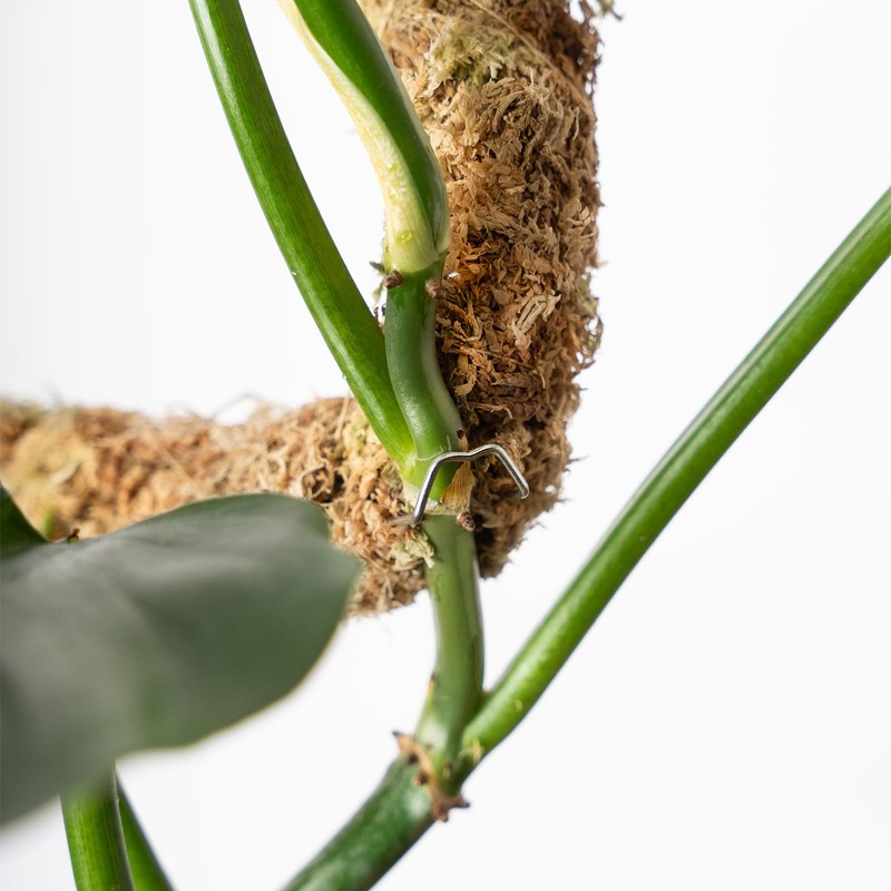 SuperMoss (22064) Bendable Moss Poles, Monstera Climbing Plant Support Stakes,