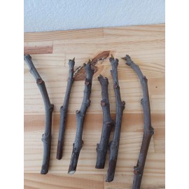 Tree Fig cuttings 6  total Dwarf Black Mission