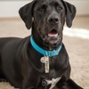 Clepsidra® Placa de identificación personalizada para perros y gatos. Llavero