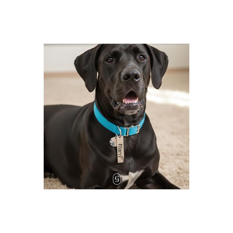 Clepsidra® Placa de identificación personalizada para perros y gatos. Llavero