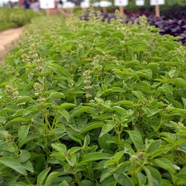 Lime Basil Herb Garden Seeds - 2 g Packet ~1000 Seeds - Non-GMO, Heirloom, Annual Culinary Gardening Seeds - Ocimum basilicum