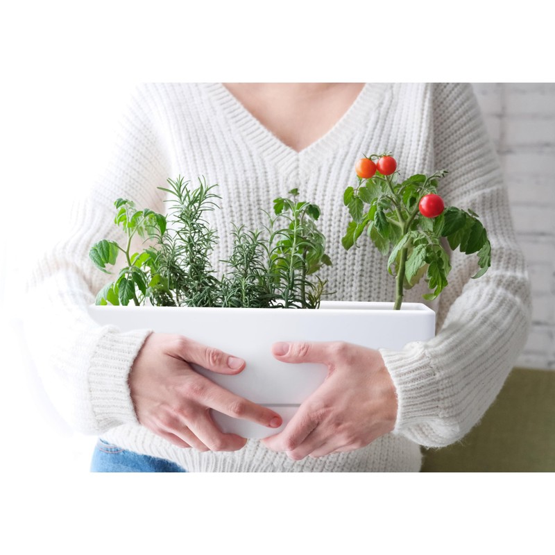 D'vine Dev 12 Inch Window Box Planter, Rectangle Plastic Herb
