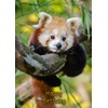 Red Panda Birthday Card