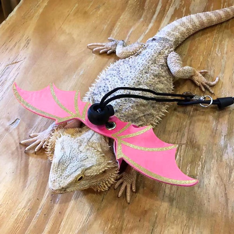 CoguZed Bearded Dragon Leash and Harness Set, Adjustable Lizard Harness
