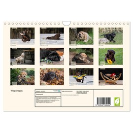 Welpenspaß (Wandkalender 2026 DIN A4 quer), CALVENDO Monatskalender: Niedliche, agile Labrador Welpen tollen durch das Jahr! (CALVENDO Tiere)