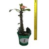 Emeralds TM Crown of Thorns Euphorbia Milii E X Lomi