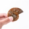 ANCLLO Ammonite Fossil Snail Specimen, Ammonite Fossil Specimen Shell Natural