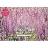 にっぽんの花地図 絶景カレンダー2025 ([カレンダー])