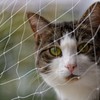 Pet Prime Cat Net for Balcony, 4 x 3 m,