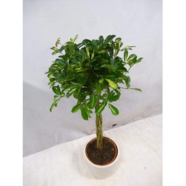 Umbrella Tree Gold Capella | 1 Extra Large 3 Gallon Plants | Schefflera Arboricola | Indoor Houseplant, Tropical Foliage, Easy Care, Low Light Tolerant, Air Purifier, Fast Growing, Live Decor