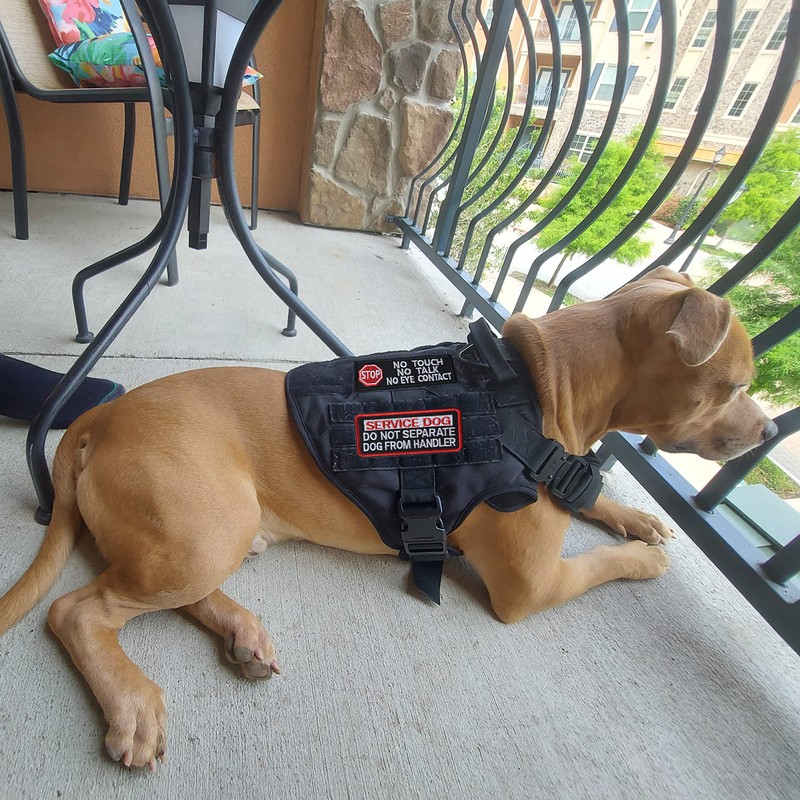 J.CARP 2 Pieces PTSD Service Dog Do Not Distract Patch,
