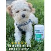 Probiotic for Dogs & Cats, Travel Pack (6) - Digestive