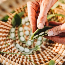 Early Thorogreen Lima Bean - 4oz Bulk (~240 Seeds) - Heirloom Lima Bean, Produces Small, White Butterbeans, Non-GMO, Heirloom Baby Lima Seeds for Planting in The Home Garden, Thresh Seed Company