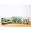 Glass Plants Terrarium with Lid,Rectangle Black Pot Box for Indoor
