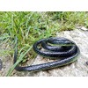 Brandon-super Realistic Rubber Black Snake 52 Inch Long Scare Toy