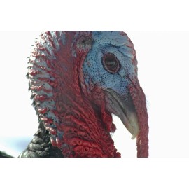 Handmade Eastern Turkey Taxidermy / Decoy Carving Reference Photo Cd