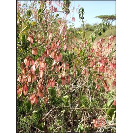 Pterolobium stellatum (African Redwing Shrub) - 10 Seeds