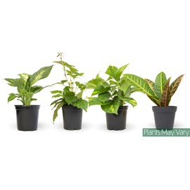 Live House Plants in Plant Containers (4 Pack), Easy to Grow Houseplants in Planters with Potting Soil Mix, Growers Choice Plant Set, Home Décor Planting Kit or Outdoor Garden Gifts by Plants for Pets,Green