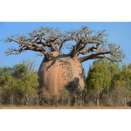 5 Seeds Baobab Seeds Adansonia digitata Tree of Life | Rare Monkey Bread Bonsai Plant