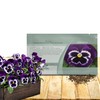 Outsidepride Viva La Violet Viola Pansy Seeds for Planting -