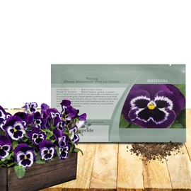 Outsidepride Viva La Violet Viola Pansy Seeds for Planting - 100 Pcs. Biennial, Cold-Hardy & Pollinator Friendly Flowers with Fragrant Blooms for Garden Beds, Borders & Container Displays