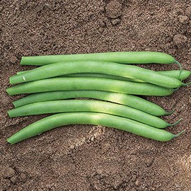 Park Seeds Organic Antigua Green Bean