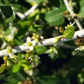 PYRACANTHA COCCINEA Scarlet Firethorn Live Plant Hedge Espalier Red Berry White Flower Seasonal Color Starter Size 4 Inch Pot Emerald R