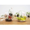 WGV Planter Terrarium, Width 8" Height 8", Clear Round Glass