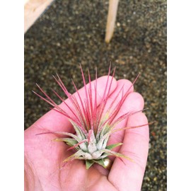 Airplants Tillandsia Red Ionantha Fuego 5 Pack