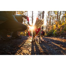 RC Pet Products Adventure Kitty Harness, Cat Walking Harness, Small, Raspberry (53803014)