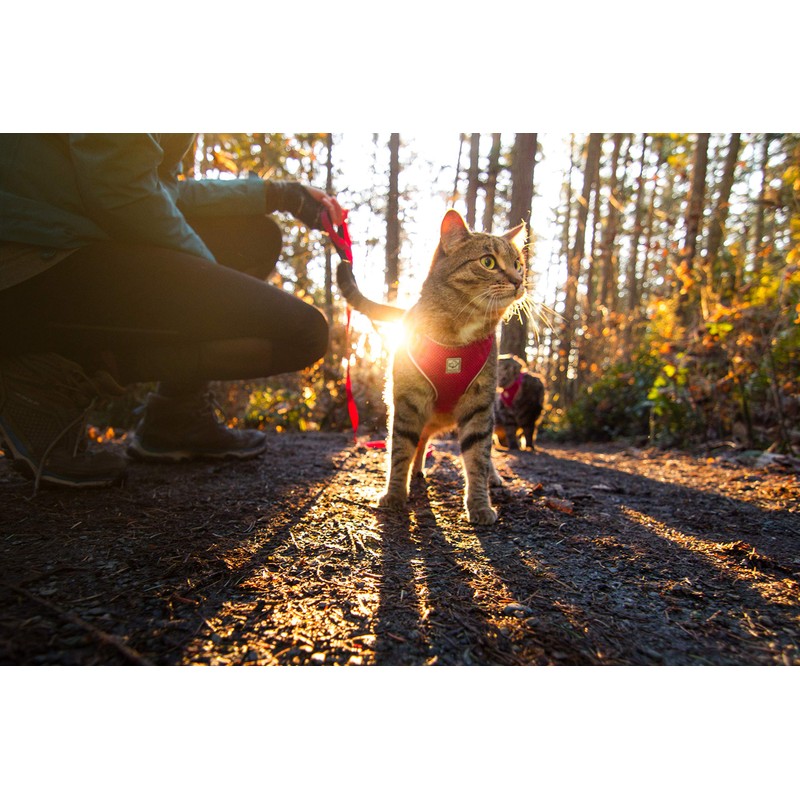 RC Pet Products Adventure Kitty Harness, Cat Walking Harness, Small,