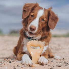 Benebone Dental Hundekauspielzeug für Aggressive Kauer, echtes Huhn, Größe M