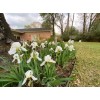 White 4 Bearded Iris Rhizomes White Heirloom - FRESHLY DUG