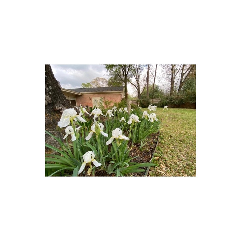 White 4 Bearded Iris Rhizomes White Heirloom - FRESHLY DUG