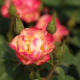 Heirloom Roses Enchanted Meadow™ Rose Bush - One Gallon Live Shrub Rose Plant for Outdoor Gardening and Gardens